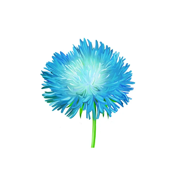 Blu fiore aster — Foto Stock