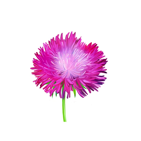 Pink Aster flower — Stock Photo, Image