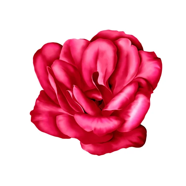 Fiore di camelia rossa — Foto Stock