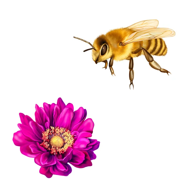 Bee and Mona Lisa flower — Stock Photo, Image