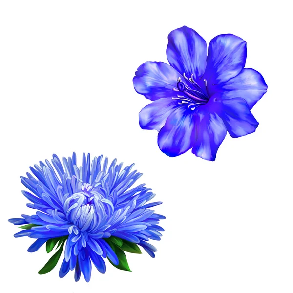 Aster und blaue Frühlingsblume — Stockfoto