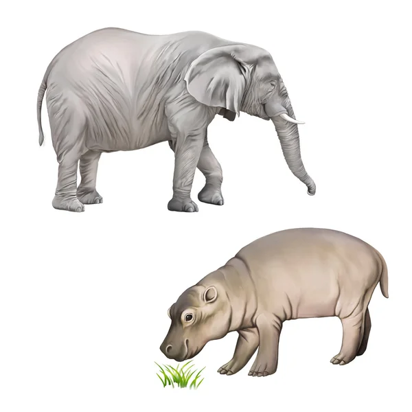 Baby hippopotamus and  African elephant — Stock Photo, Image