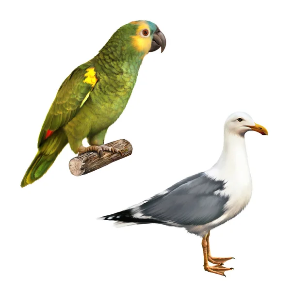 Möwe und gelber Amazonas-Papagei — Stockfoto