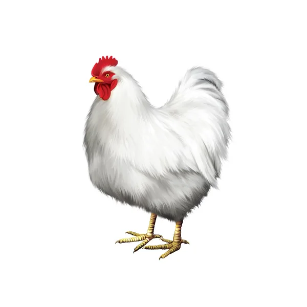 White hen,  chicken — Stock Photo, Image