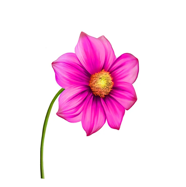 Roze dahlia bloem — Stockfoto