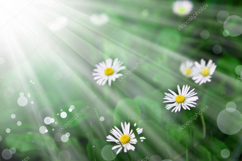Green grass and chamomile flowers