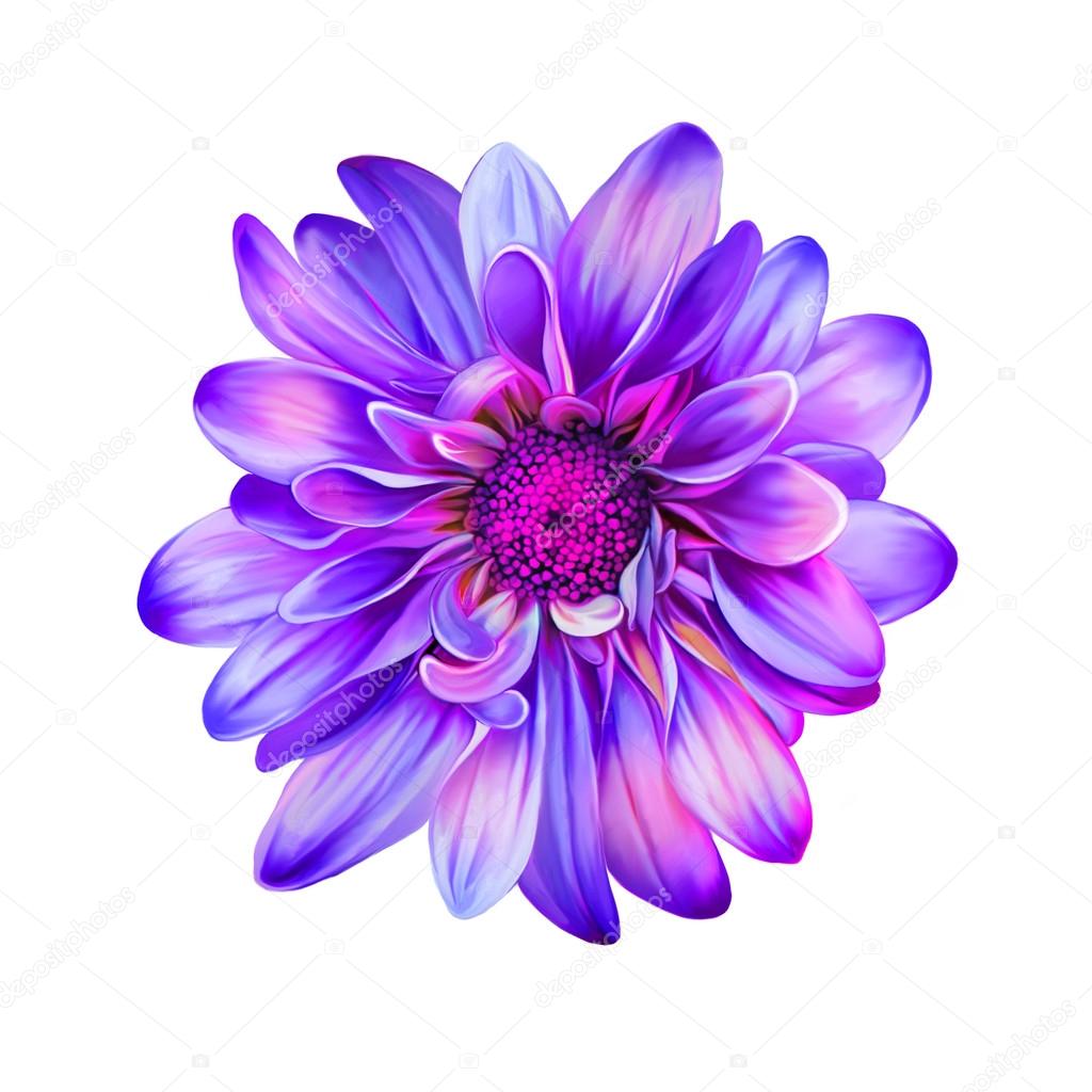 紫の菊の花 ストック写真 C Artnature