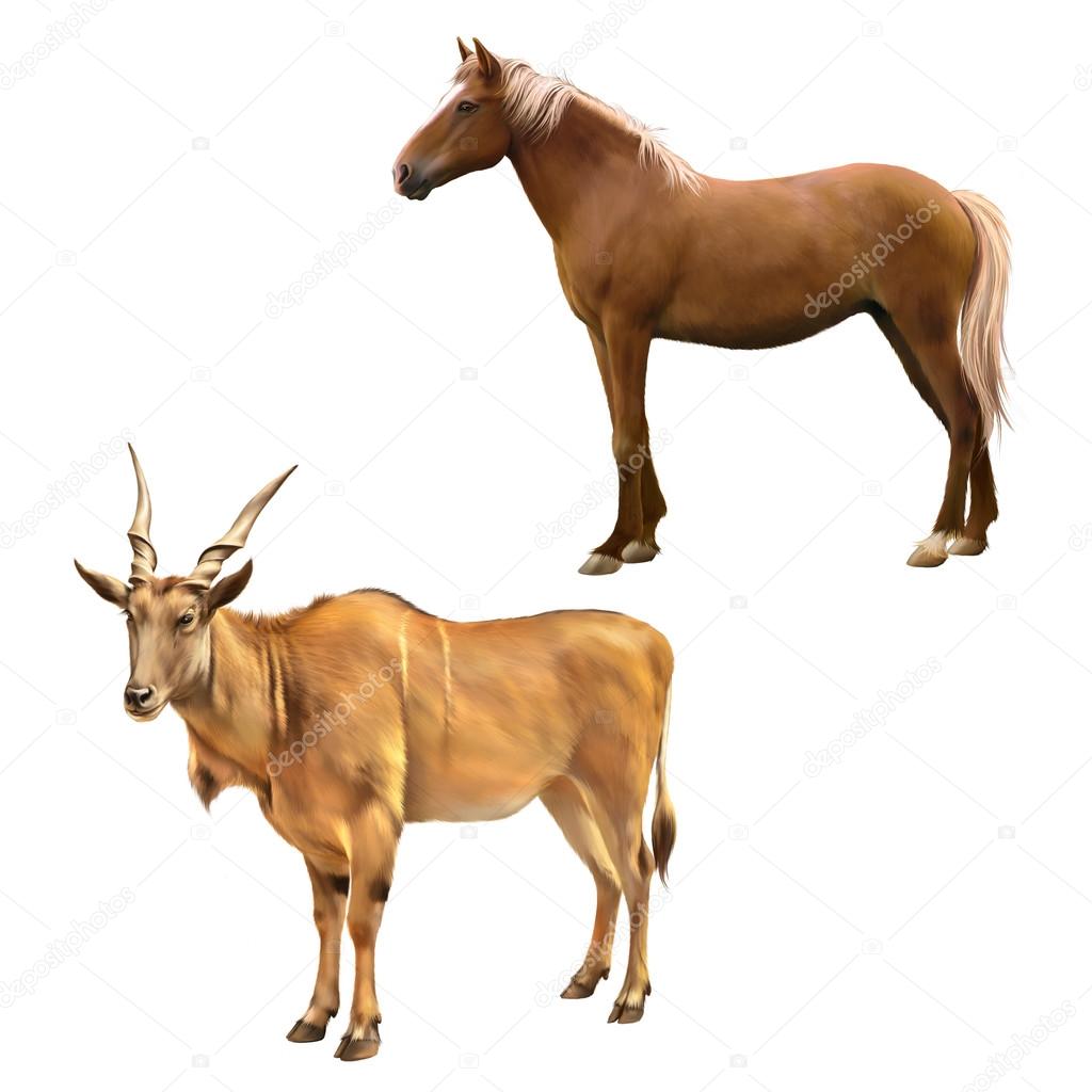 african antelope and horse