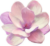 květ Magnolie růžová