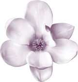 Картина, постер, плакат, фотообои "pink magnolia flower", артикул 69817191