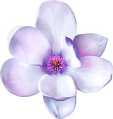 Картина, постер, плакат, фотообои "purple magnolia flower", артикул 69817215