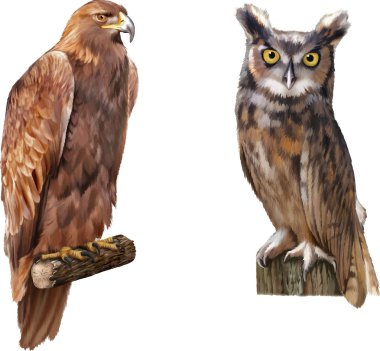 Golden eagle  and  eagle owl clipart