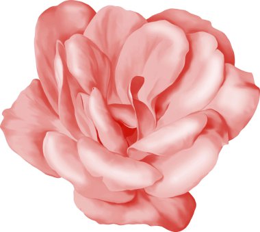 pembe kamelya çiçeği