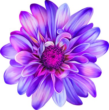 Purple Chrysanthemum flower clipart