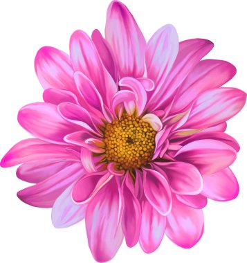 Pembe kasımpatı çiçeği