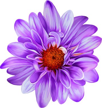 Menekşe Kasımpatı çiçeği