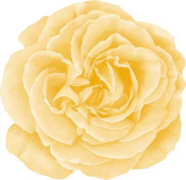 Sarı gül çiçeği.