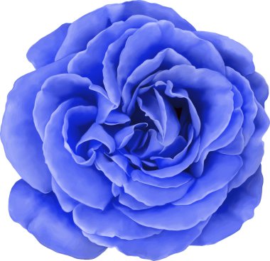 Mavi gül çiçek