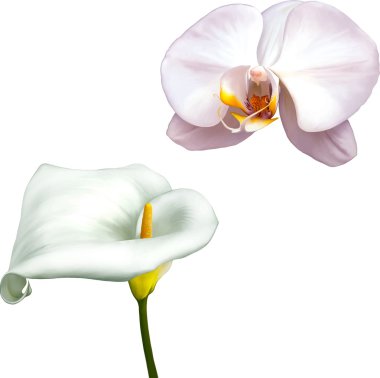 Beyaz Orkide ve calla lily