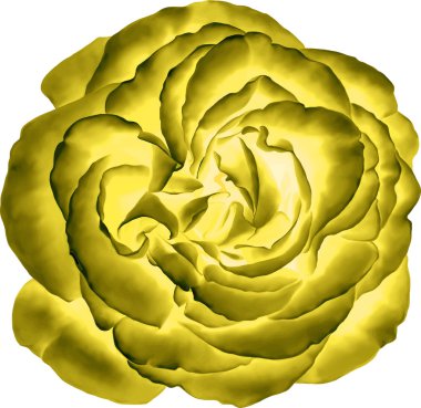 Sarı gül çiçeği.