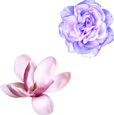 Magnolia and blue rose clipart