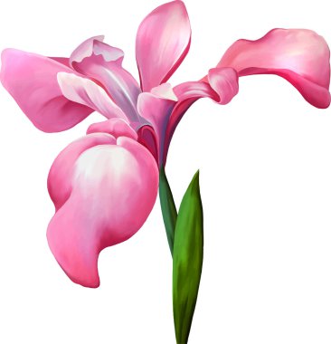 pembe iris çiçeği