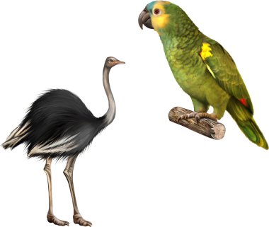 green Parrot and ostrich clipart