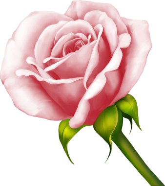 Güzel pembe ışık gül