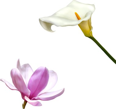 Manolya çiçek ve beyaz calla