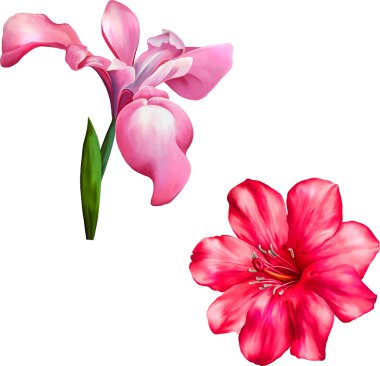 Pembe Gül ve Iris çiçekler