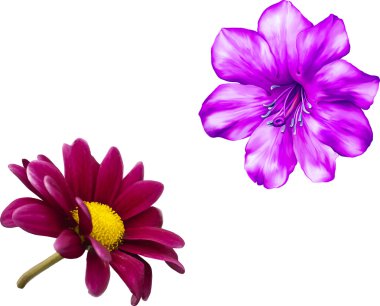 Pembe çiçekler, mor papatya