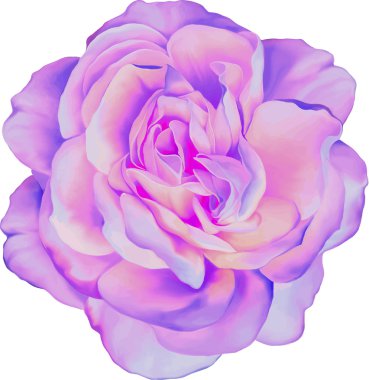 pembe gül çiçeği