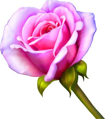 pembe gül çiçeği