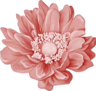 Pembe Mona Lisa çiçek