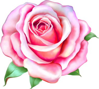 Güzel pembe gül çiçeği