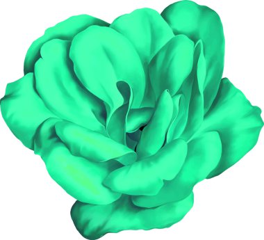 Yeşil kamelya çiçeği