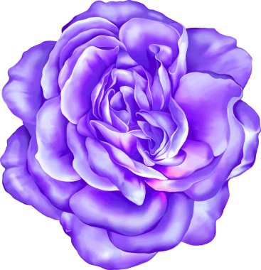 Menekşe gül çiçek