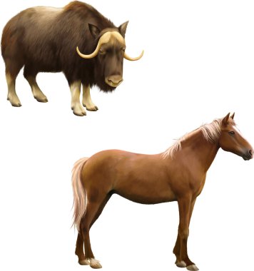 Musk-ox and  Mixed breed horse clipart