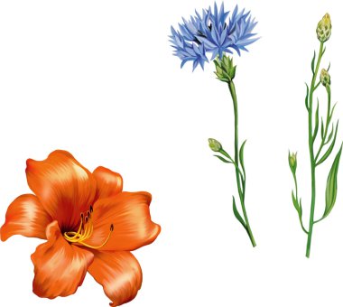 Orange  lily and cornflower clipart