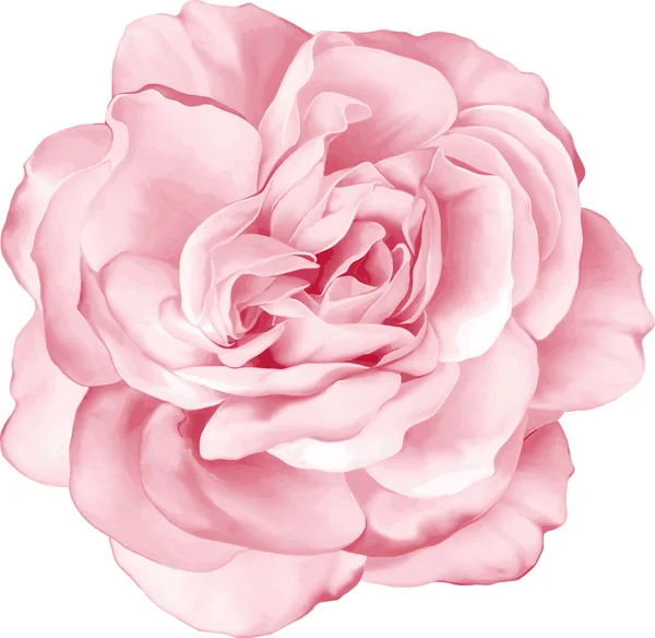 pembe gül çiçeği