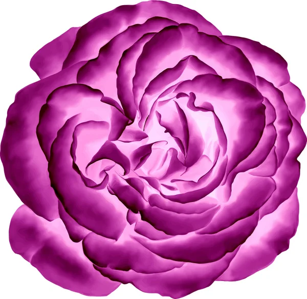 Rose rose fleur — Image vectorielle