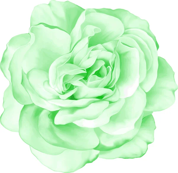 Flor rosa verde — Archivo Imágenes Vectoriales