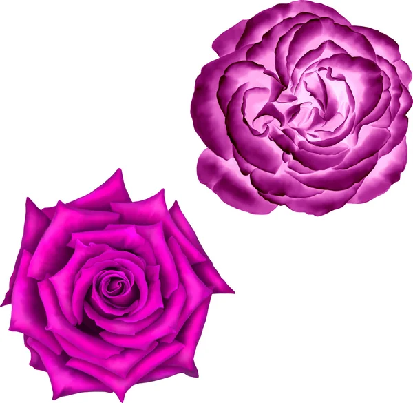 美丽明亮的粉红色玫瑰 — 图库矢量图片