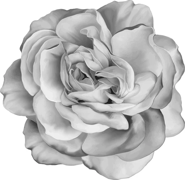Schwarze und weiße Rose Blume — Stockvektor