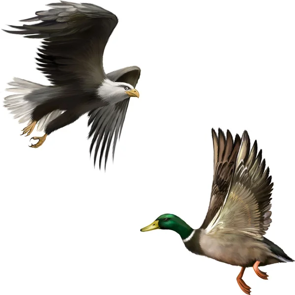 Pato Mallard y águila calva americana — Archivo Imágenes Vectoriales