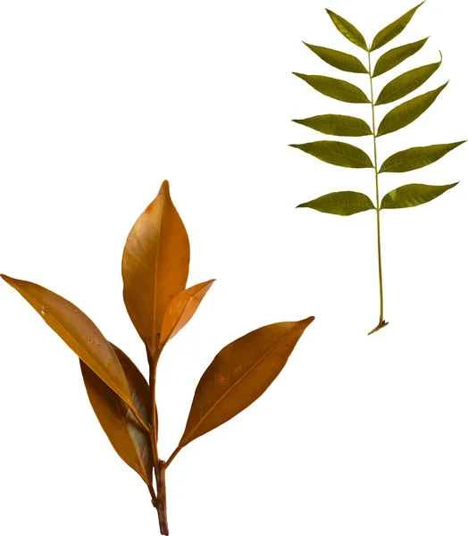 Πολύχρωμα φθινοπωρινά φύλλα — Διανυσματικό Αρχείο