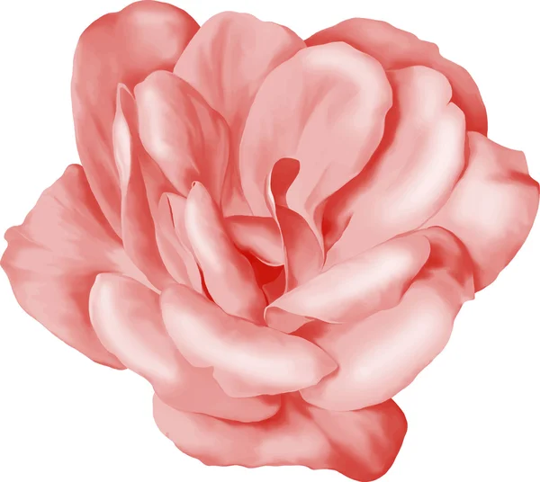 Flor de camelia rosa — Vector de stock