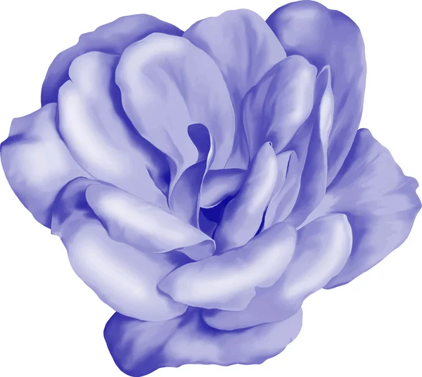 Fialovým květem kamélie — Stockový vektor