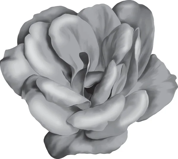 Flor de rosa preto e branco — Vetor de Stock