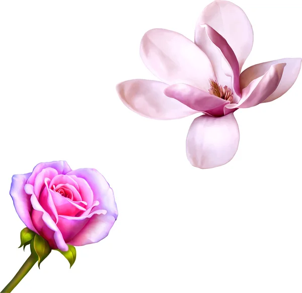 Rose Rose et magnolia Fleurs — Image vectorielle